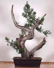 Bonsai, cay canh nghe thuat, cây cảnh nghệ thuật, cay the, cây thế, triển lãm bonsai, trien lam bonsai, triển lãm cây thế, trien lam cay the